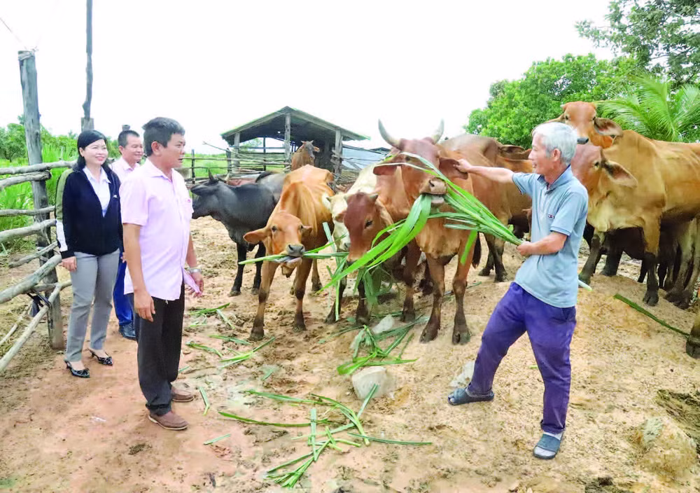 Mô hình chăn nuôi bò từ nguồn vốn vay tín dụng chính sách của gia đình ông Nguyễn Văn Tuấn ở thôn Thịnh Phú,xã biên giới Ia Lốp mang lại hiệu quả kinh tế cao.