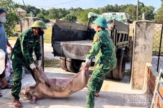 Lực lượng chức năng xã Mỹ Thủy tổ chức vận chuyển và tiêu hủy lợn bị dịch bệnh trên địa bàn.