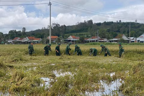 Cán bộ, chiến sĩ Đồn Biên phòng An Hải cùng các lực lượng hỗ trợ người dân thu hoạch lúa. (Ảnh: NGUYỄN LÂN)