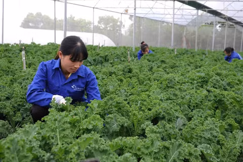 Chăm sóc cải xoăn hữu cơ trong nhà màng tại trang trại Hoa Viên, xã Yên Xuân, Hà Nội. (Ảnh: HOA VIÊN)
