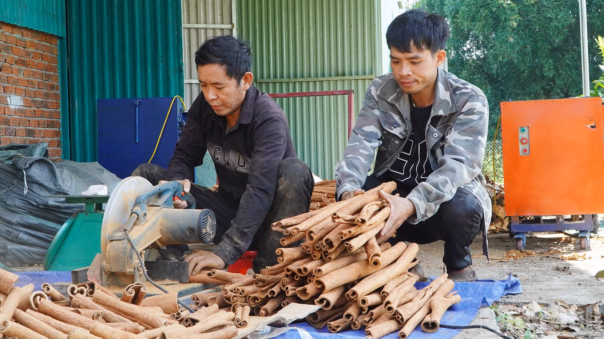 Quế Trà My tạo nguồn thu nhập chính của đồng bào dân tộc thiểu số ở các huyện miền núi phía tây tỉnh Quảng Nam.