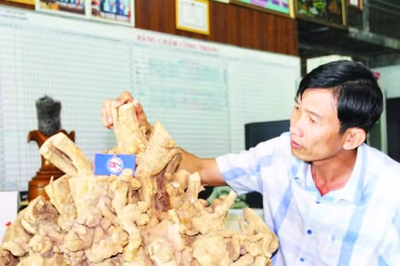 Ông Trần Bá Ninh bên bộ rễ cây xáo tam phân tích lũy nhiều hoạt chất, nhất là nhóm saponin hiện có giá bán từ 1,5-2,7 triệu đồng/kg.