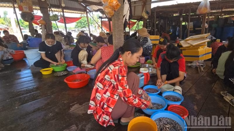 Làm cá linh non ở xã Nhơn Hội