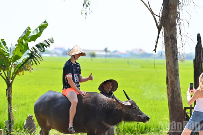 Khách quốc tế thích thú khi bắt gặp hình ảnh người dân Quảng Nam chăn trâu trên cánh đồng xanh mướt. (Ảnh: THẾ ĐẠI)