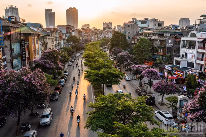 Mùa du lịch cao điểm hè, Hà Nội đầy thơ mộng khi bằng lăng "nhuộm" tím phố phường. (Ảnh: THÀNH ĐẠT)