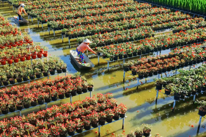 Theo đề xuất của địa phương, dự án ST4SD sẽ triển khai hỗ trợ phát triển sản phẩm và điểm đến bền vững tại khu vực Tam Nông và Sa Đéc, tỉnh Đồng Tháp. (Ảnh: Sở Văn hóa, Thể thao và Du lịch tỉnh Đồng Tháp)