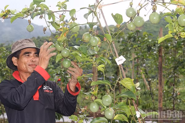 Mô hình liên kết trồng chanh dây tại xã vùng cao Sơn Tây Thượng giúp người dân, nhất là đồng bào dân tộc thiểu số chuyển đổi sinh kế, nâng cao thu nhập. (Ảnh: HIỂN CỪ)