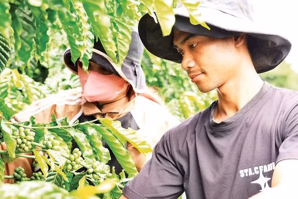 Nguồn vốn vay ưu đãi dành cho thanh niên khởi nghiệp đã giúp hàng trăm thanh niên dân tộc thiểu số ở Lâm Đồng vươn lên thoát nghèo.