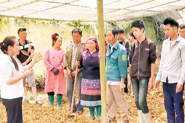 Người dân thôn Hậu Cấu, xã Xín Mần được đào tạo kỹ thuật trồng cây dược liệu ngay tại vườn.