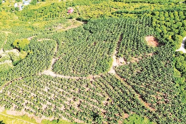 Hiện gia đình ông Binh có 30 ha đất sản xuất, trong đó 27 ha cây ăn quả đã cho thu hoạch.