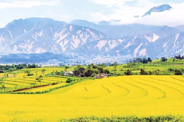 Một góc cánh đồng Mường Than vào mùa lúa chín, xa xa là vết tích nham nhở trên những triền núi sạt lở do mưa lũ gây ra vào tháng 7 vừa qua (Ảnh MẠNH CƯỜNG)