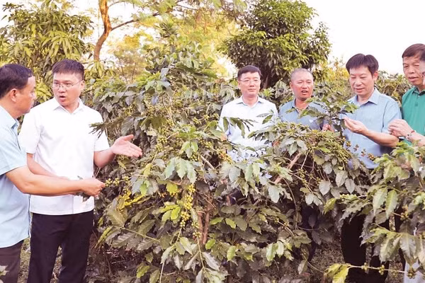 Lãnh đạo Trung ương Hội Nông dân Việt Nam và lãnh đạo Hội Nông dân tỉnh Điện Biên thăm vùng trồng cà-phê tại xã Mường Ảng, tỉnh Điện Biên.