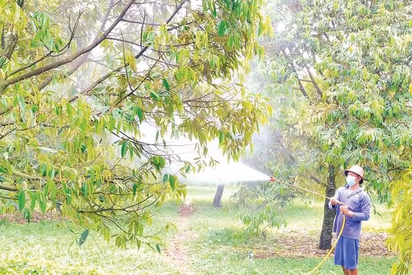 Nhân công của anh Nguyễn Viết Dương (ấp K Liêu, xã Lộc Thành, thành phố Đồng Nai) chăm sóc vườn sầu riêng sau thu hoạch.