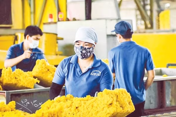 Công nhân sản xuất cao su xuất khẩu tại Công ty cổ phần cao su Phước Hòa (Ảnh ĐÀO PHONG)