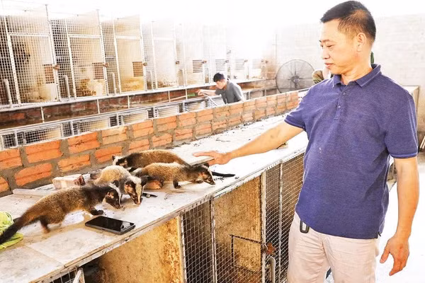 Gia đình ông Vũ Đình Sơn, thôn An Thịnh, xã Tân An phát triển nuôi cầy và dúi cho thu nhập cao.