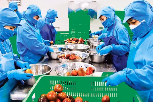 Tuyển chọn để chế biến sản phẩm chanh leo xuất khẩu tại Công ty Blue Ocean, Lâm Đồng.