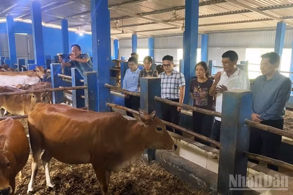 Giám đốc Trung tâm Khuyến nông quốc gia tham gia đoàn khảo sát tại Huế. (Ảnh: QT)