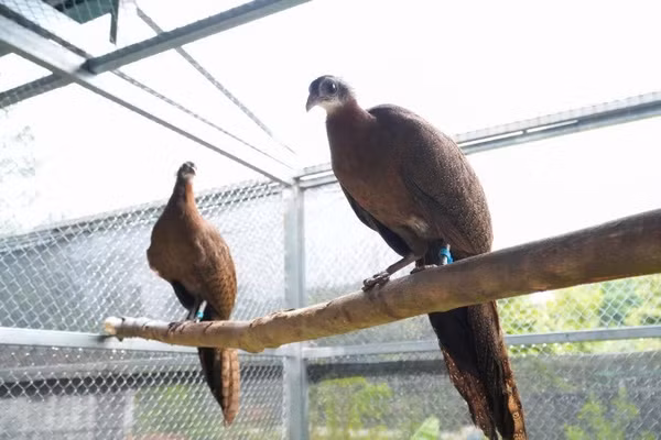 Vườn quốc gia Bạch Mã và Công ty trách nhiệm hữu hạn một thành viên Thảo Cầm Viên Sài Gòn hợp tác nghiên cứu, bảo tồn và phát triển quần thể Trĩ sao. (Ảnh: Vườn quốc gia Bạch Mã cung cấp)
