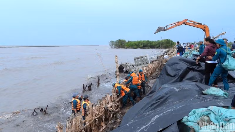Tu bổ đê điều vùng biển phía tây Cà Mau. (Ảnh: HỮU TÙNG)
