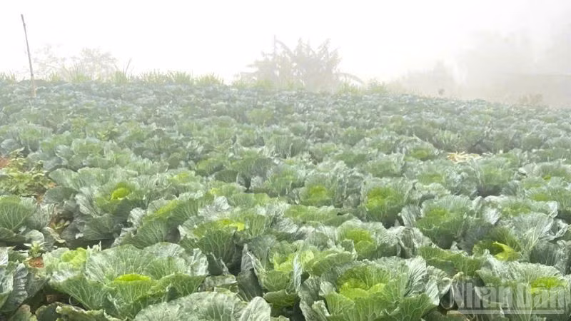 Các vùng rau chuyên canh tại Hà Nội, Hải Dương, Vĩnh Phúc đang đẩy mạnh mở rộng diện tích gieo trồng phục vụ nhu cầu cuối năm và Tết Nguyên đán. (Ảnh: HNV)