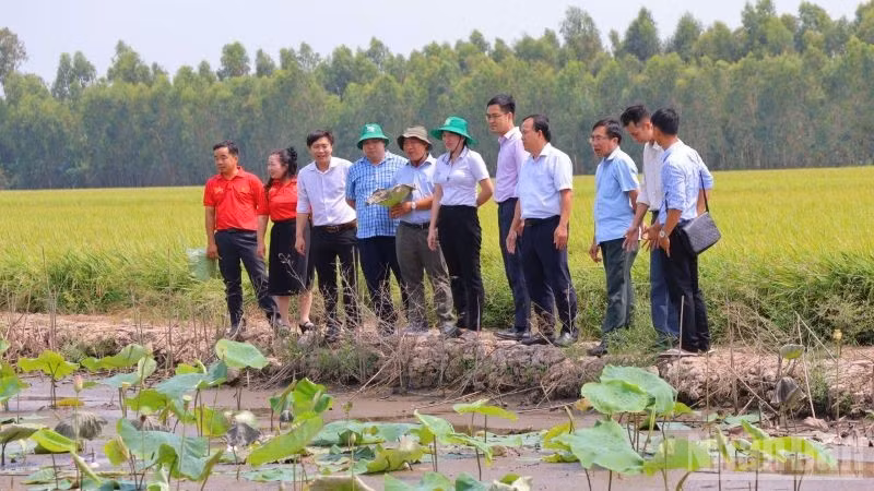 Cán bộ kỹ thuật, tư vấn và hộ nông dân xuống tận ruộng sen xem tình hình dịch bệnh cây sen. (Ảnh: PV)