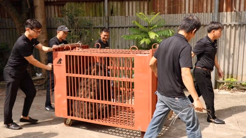 Đoàn cứu hộ di chuyển gấu về Trung tâm cứu hộ Gấu Việt Nam. (Ảnh: Ban tổ chức)