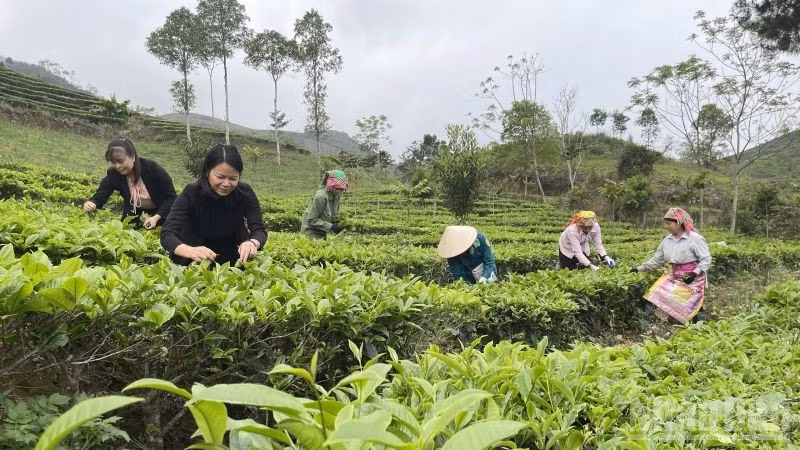 Thu hái chè ở Lào Cai. (Ảnh: THANH SƠN)
