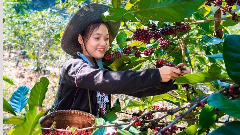 Bà con dân tộc Vân Kiều, Quảng Trị thu hoạch cà-phê. (Ảnh: DUY ĐÔNG)