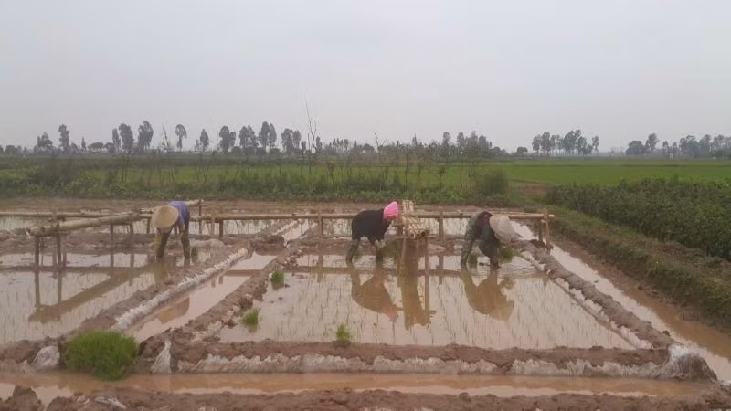 Nông dân xuống đồng cấy lúa. (Ảnh: PV)