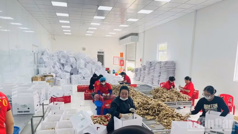 Các nữ lao động tại nhà máy DATO. (Ảnh: PV)