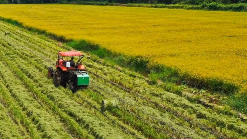 Dùng máy móc trong thu hoạch lúa, tăng năng suất lao động. (Ảnh: PV)