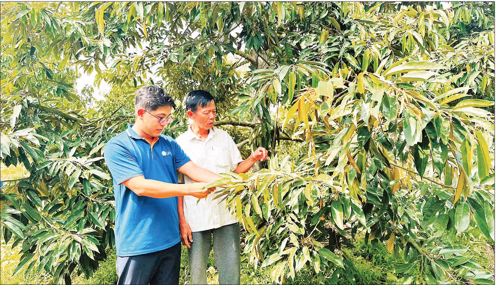 Vườn sầu riêng sử dụng thuốc bảo vệ thực vật an toàn, hiệu quả tại xã Hậu Mỹ, tỉnh Đồng Tháp.