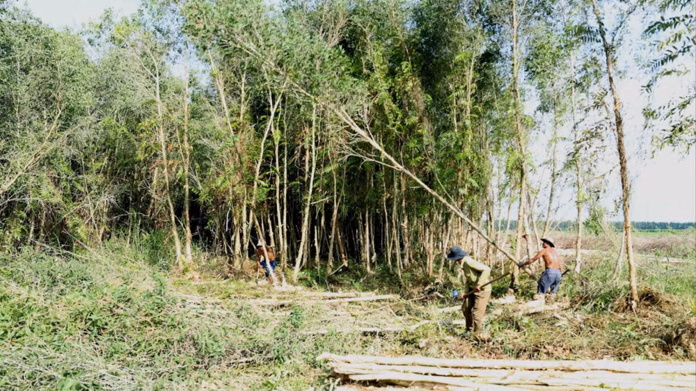 Khai thác nguyên liệu gỗ tại Công ty Trách nhiệm hữu hạn một thành viên lâm nghiệp U Minh Hạ, Cà Mau. (Ảnh: VŨ VĂN)