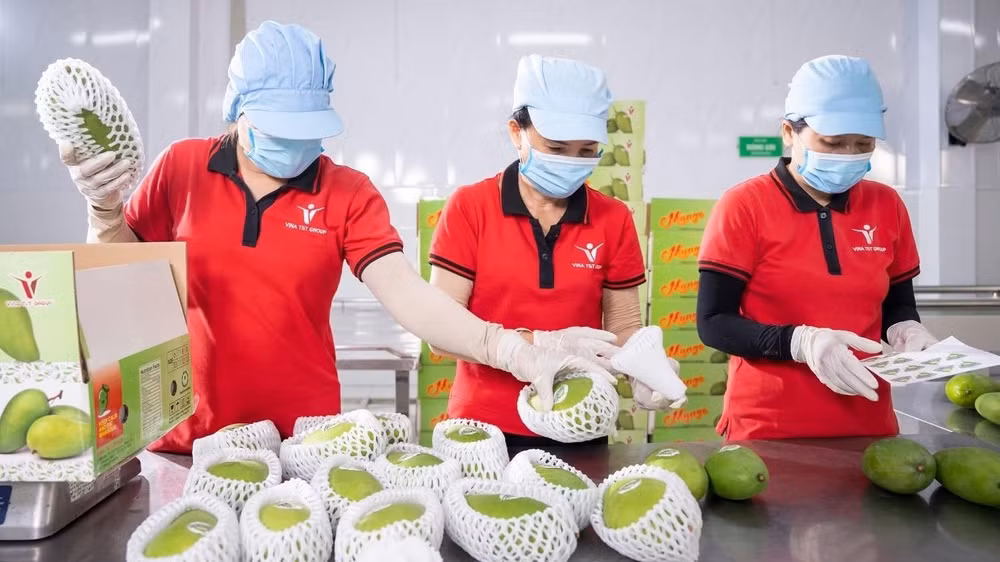 Đóng gói xoài xuất khẩu tại Công ty Vina T&T Group. (Ảnh: MINH ANH)