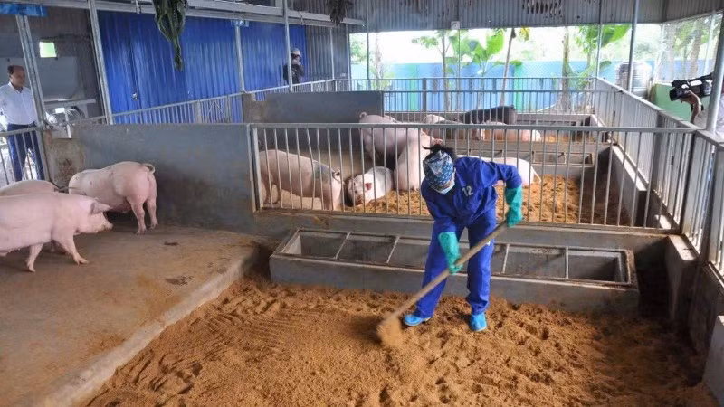 Chăn nuôi lợn an toàn sinh học giúp kiểm soát dịch bệnh. (Ảnh ĐỖ TUẤN)