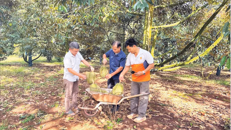 Vườn sầu riêng của gia đình ông Trần Quang Tá, xã Ea Knuếc (Đắk Lắk)