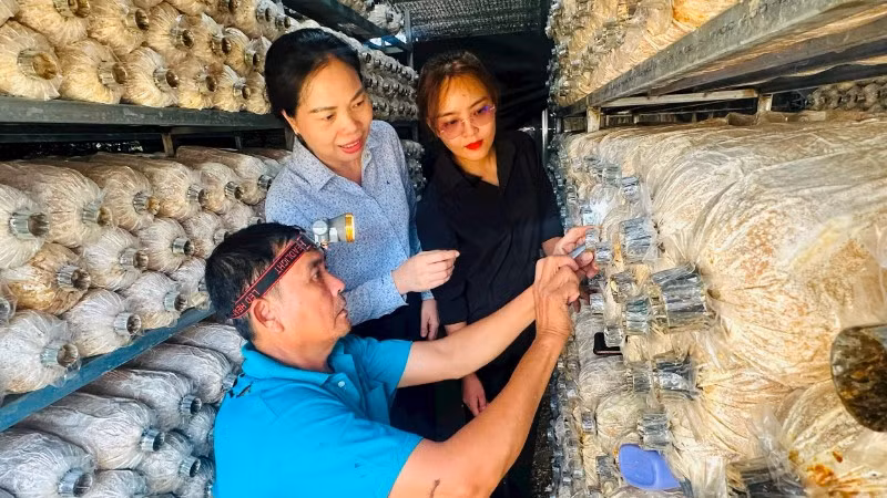 Bí thư Đảng ủy xã Ngọk Bay Trần Thị Phong Lan khảo sát quy trình sản xuất nấm tại Hợp tác xã hữu cơ Biology.