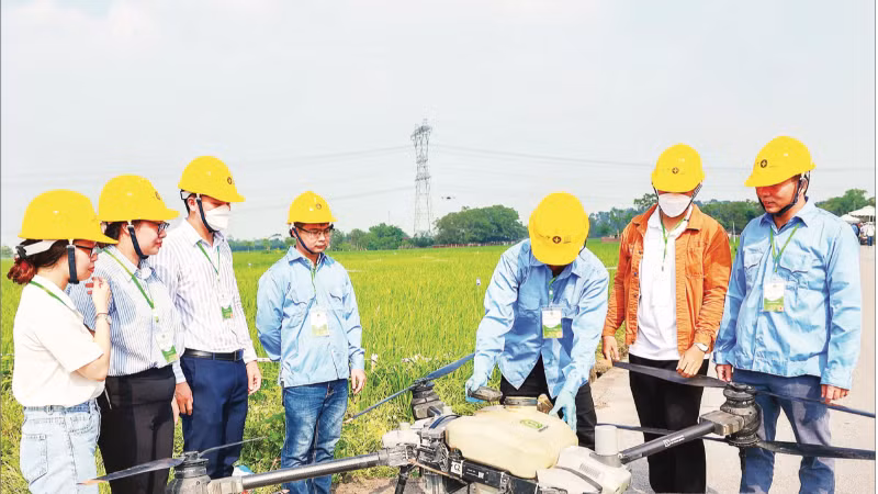 Vận hành thiết bị bay không người lái phun thuốc trừ sâu trên đồng lúa xã Thư Lâm, thành phố Hà Nội. (Ảnh ANH SƠN)