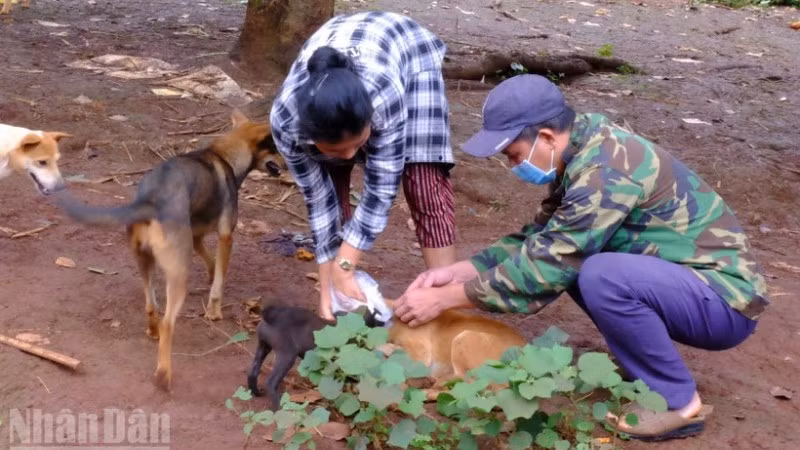 Cần đẩy mạnh tiêm phòng trên chó để phòng bệnh dại.