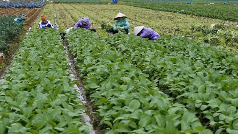 Thu hoạch rau tại Hợp tác xã Rau an toàn Văn Đức, xã Bát Tràng, thành phố Hà Nội. (Ảnh TTXVN)