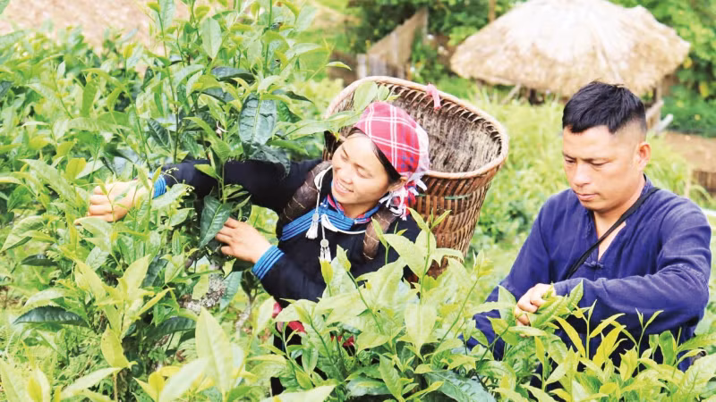 Chị Vàng Thị Thông giới thiệu trải nghiệm hái chè khi đến Bản Liền.