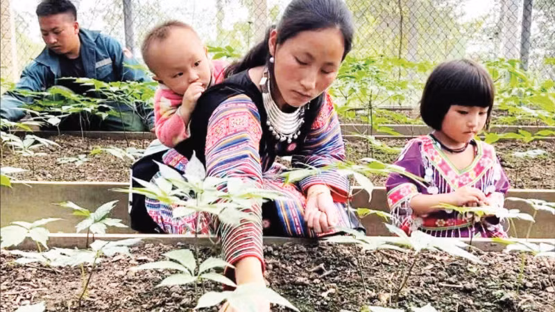 Cây sâm Ngọc Linh được Công ty TNHH một thành viên Đầu tư xây dựng Thành Long đưa về trồng giúp người dân Sơn La nâng cao thu nhập. (Ảnh CHÍ LONG)