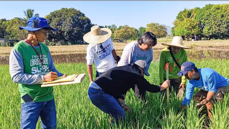 Các chuyên gia Philippines nghiên cứu nâng cao hiệu quả sản xuất lúa. (Ảnh PIA.GOV.PH)