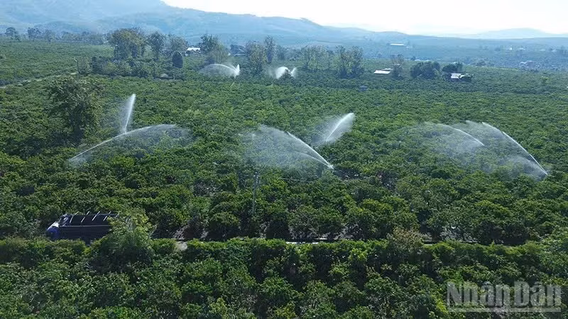 Tưới cà-phê bằng hệ thống béc phun tiết kiệm nước tại xã Đăk Hà.