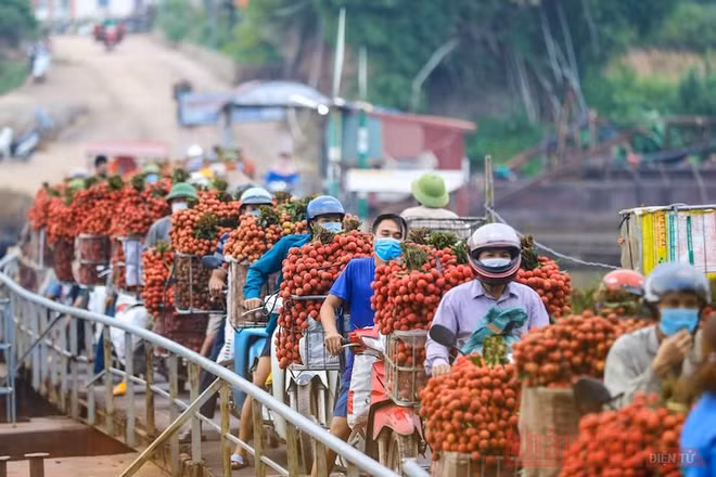 Rực rỡ sắc đỏ tại "vương quốc" vải thiều Bắc Giang