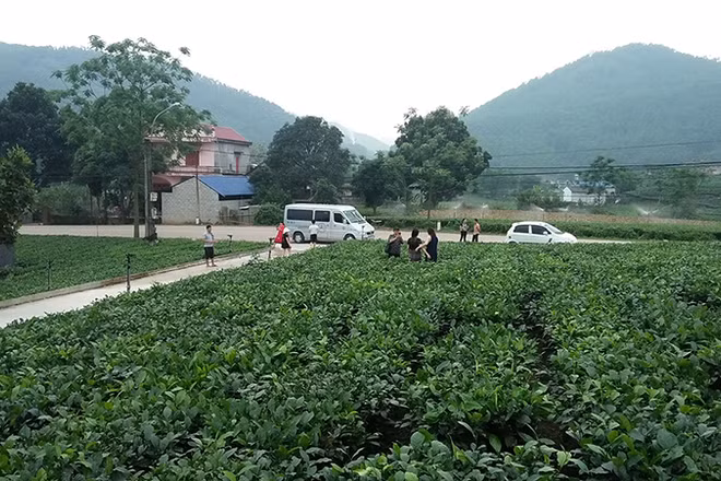 Vùng chè đặc sản Tân Cương (thành phố Thái Nguyên) thu hút nhiều du khách tham quan.