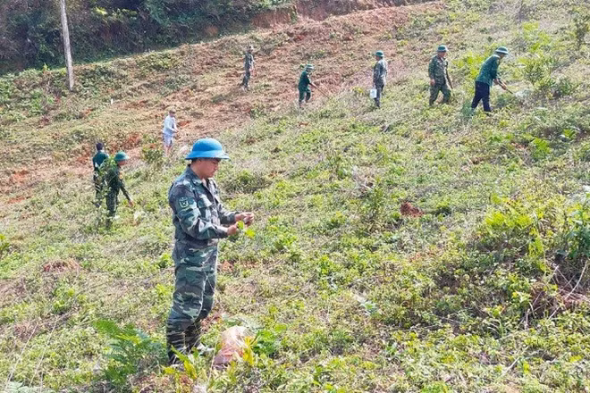 Cán bộ, chiến sĩ Đồn Biên phòng Phiêng Pằn trồng cây keo tại vườn đồi, thao trường.