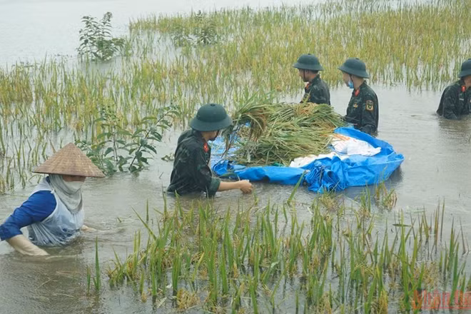 Cán bộ, chiến sĩ Tiểu đoàn đặc công 19, Quân khu 2 giúp người dân xã Bình Phú, huyện Phù Ninh hỗ trợ người dân thu hoạch diện tích lúa bị ngập úng. 