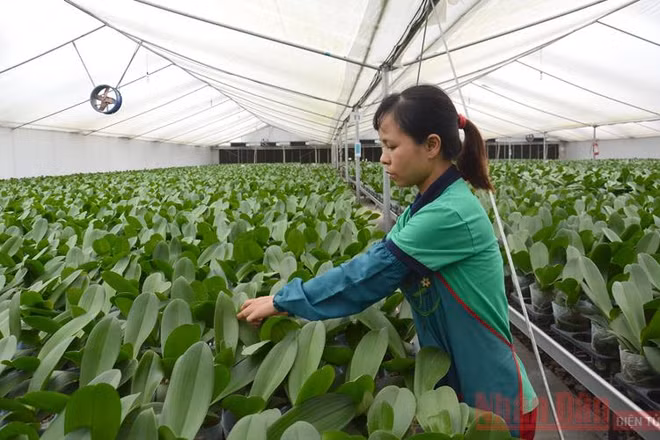 Chăm sóc hoa lan trong nhà lưới tại Hợp tác xã Đan Hoài, huyện Đan Phượng, Hà Nội. Ảnh: Đăng Anh