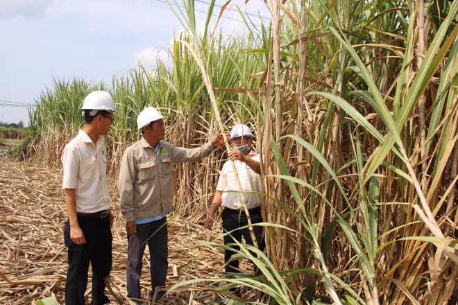 Anh Lê Đình Út (giữa), xã Cam Hiệp Nam, huyện Cam Lâm, tỉnh Khánh Hòa. (Ảnh: VNM)